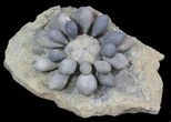 Fossil Club Urchin (Firmacidaris) - Jurassic #39148-2